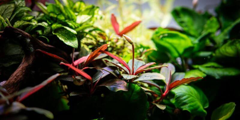 Bucephalandra sordidula blue