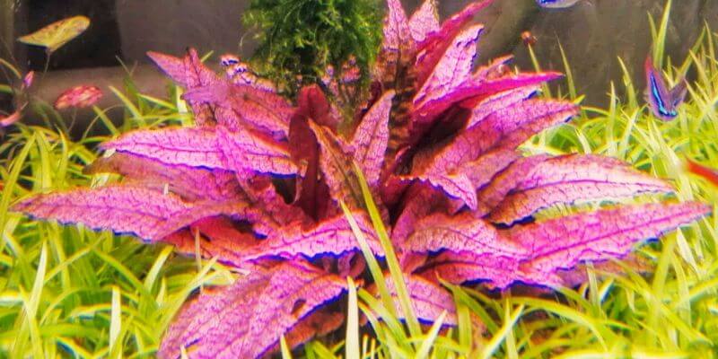 Cryptocoryne flamingo