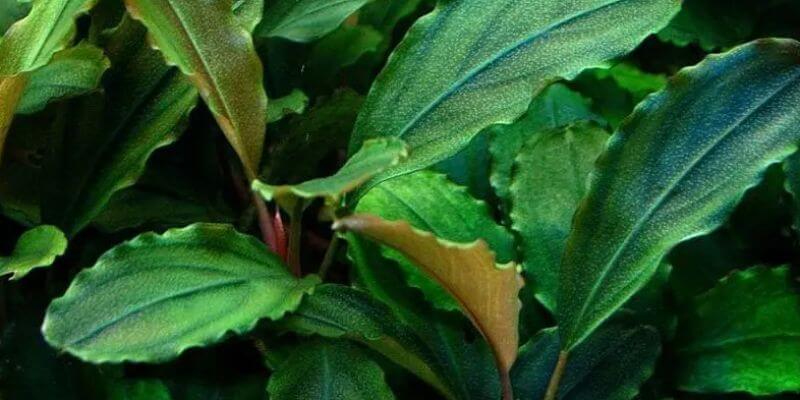 Bucephalandra maya