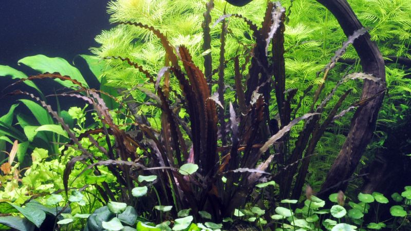 Aponogeton crispus Red