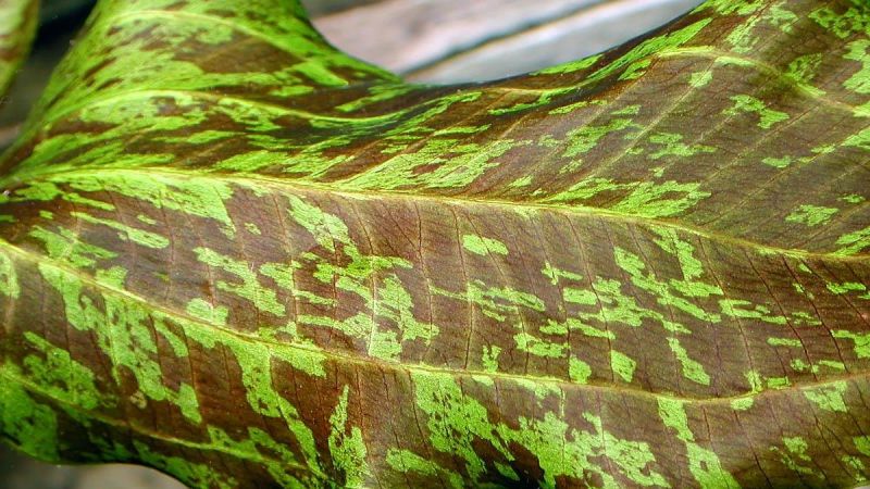 Echinodorus green flame