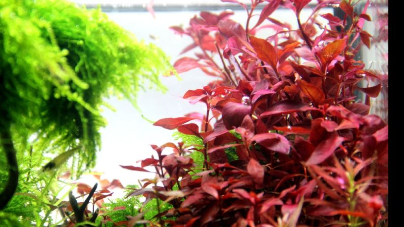 Alternanthera reineckii Rosanervig